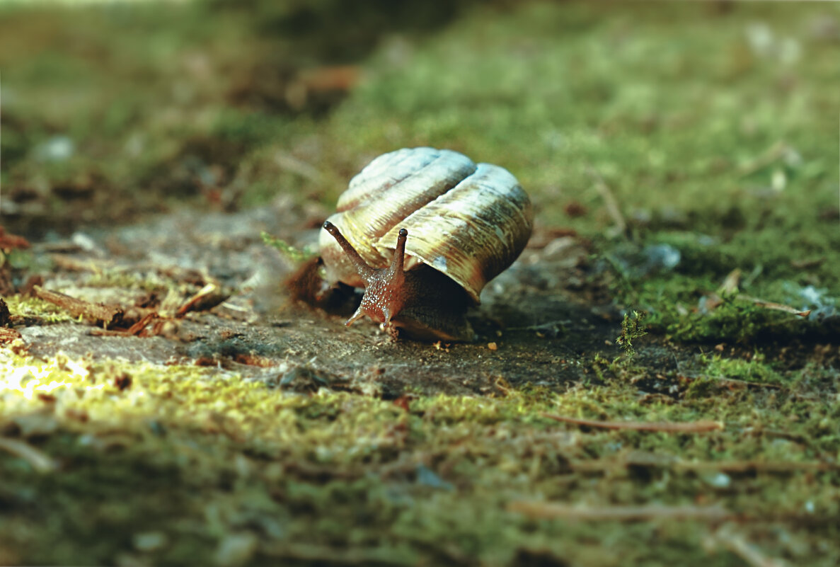 Улитка У спешит по делам - Эдуард Куклин Улитка У спешит по делам - Эдуард Куклин