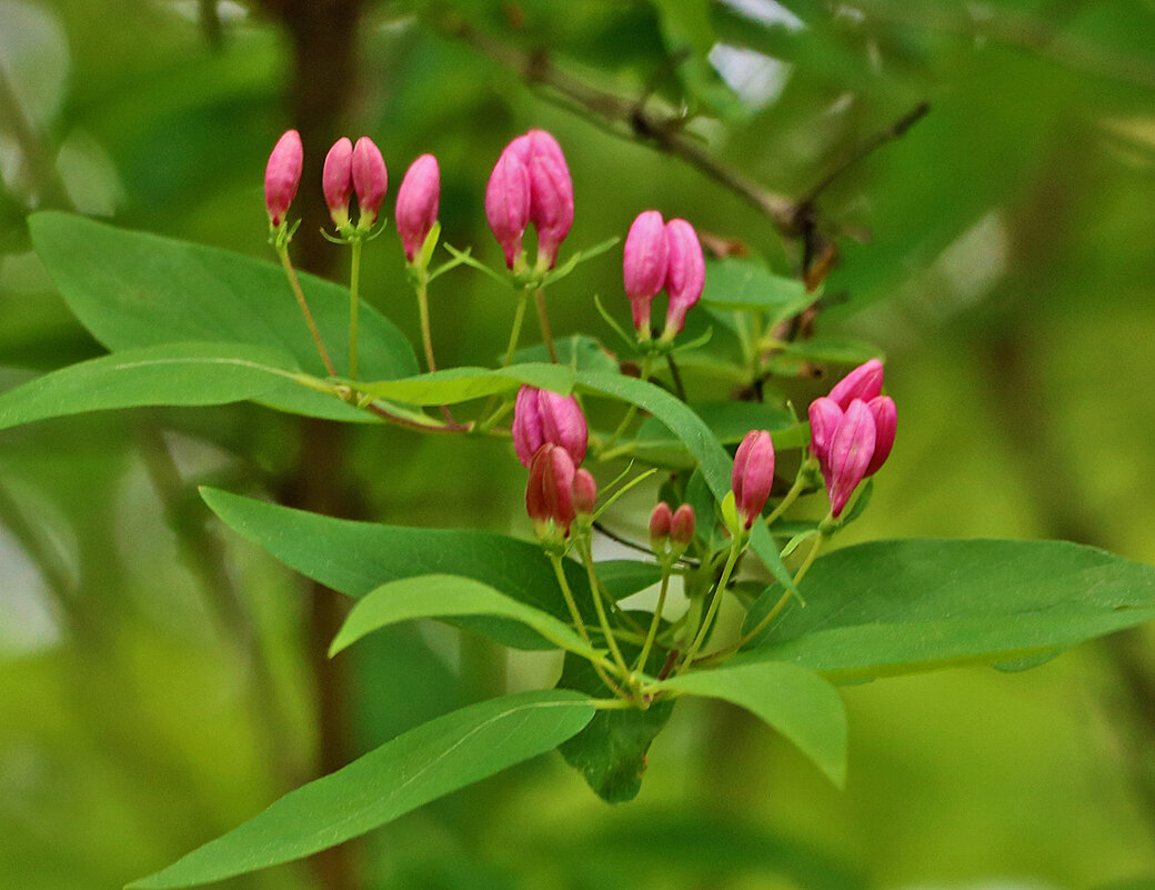 Жимолость татарская - Светлана 