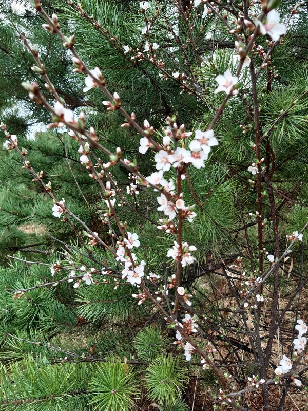 Весна идёт, весне дорогу! - Галина Минчук Весна идёт, весне дорогу! - Галина Минчук