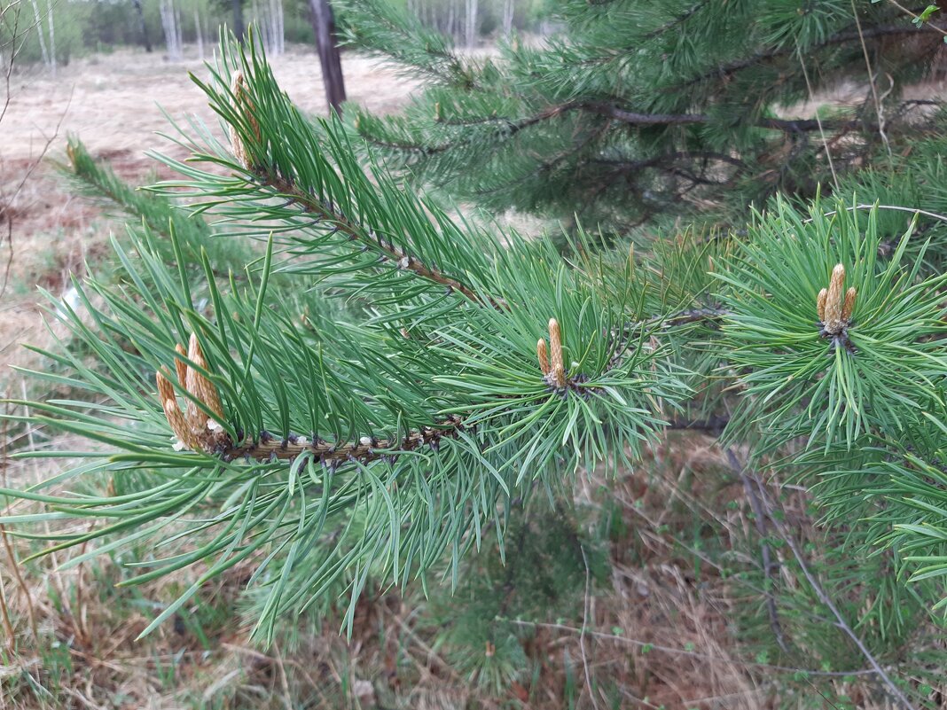 Весна идёт, весне дорогу! - Галина Минчук Весна идёт, весне дорогу! - Галина Минчук