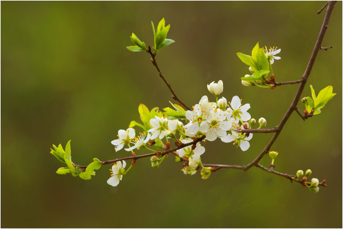 Цветущий май - Валентин Котляров Цветущий май - Валентин Котляров