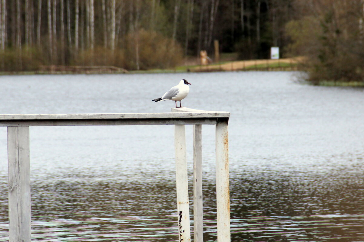Чайка - Елена Минина