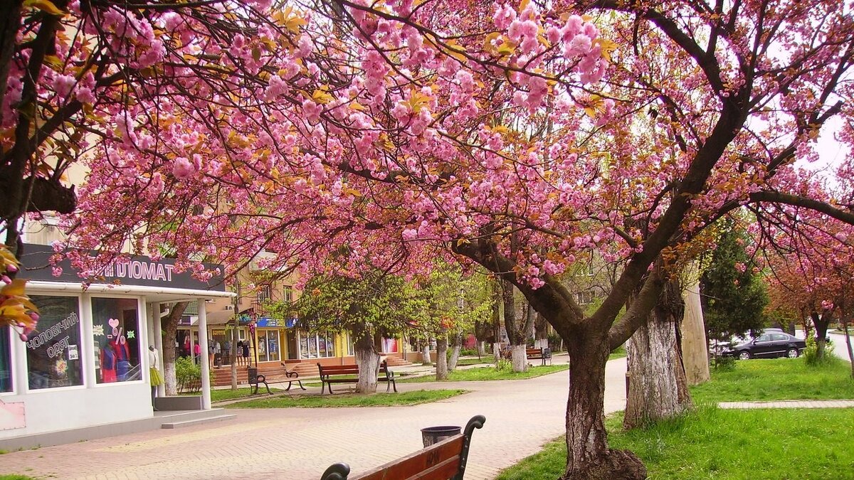 Сакура цвіте - Степан Карачко