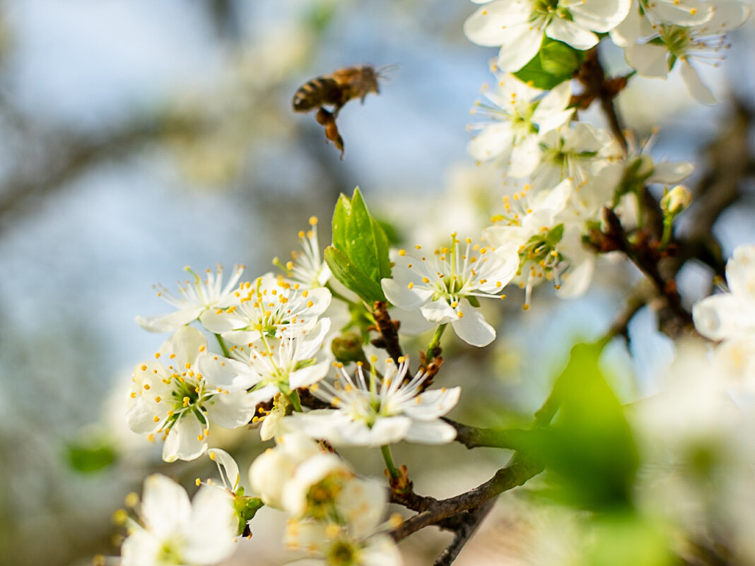 Весна - Роман никандров