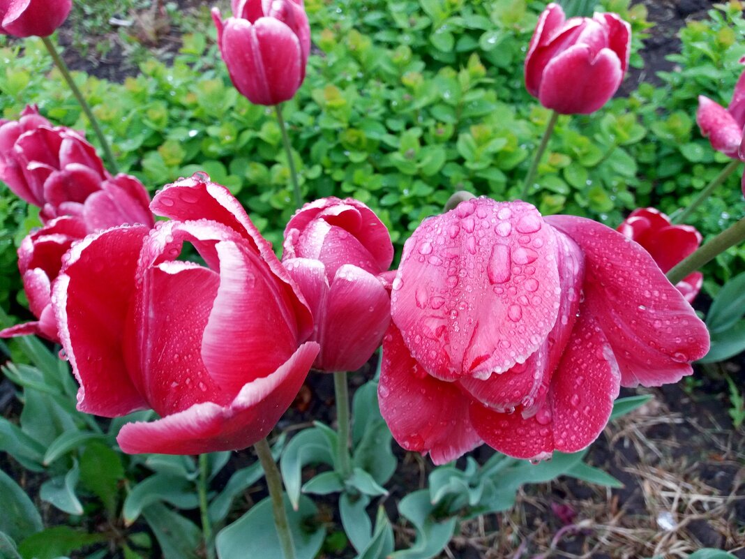 Майские тюльпаны - Galina Solovova Майские тюльпаны - Galina Solovova