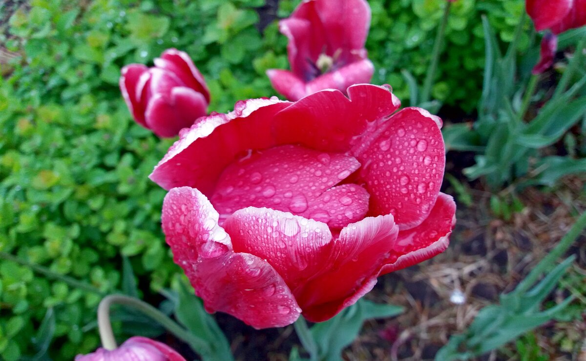 В каплях дождя - Galina Solovova В каплях дождя - Galina Solovova