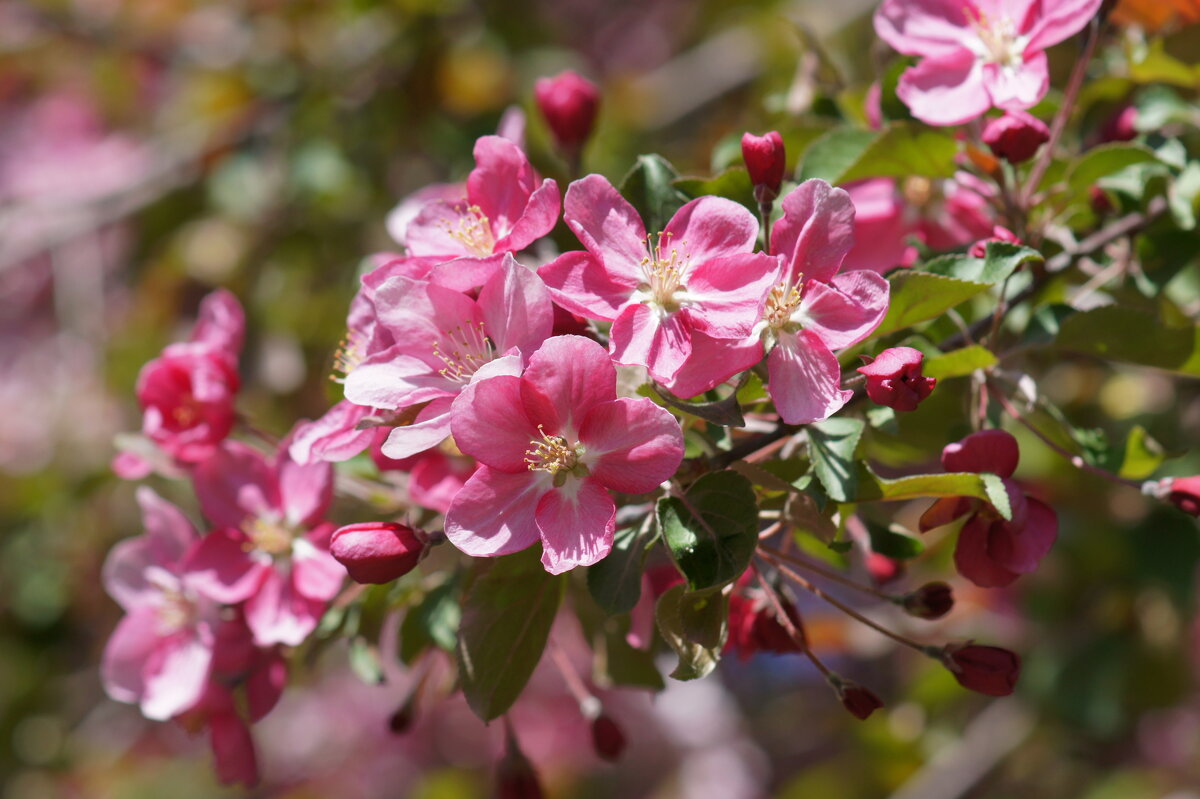 Яблоня - Наталия Григорьева