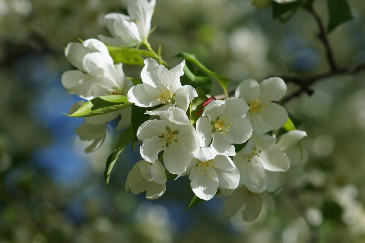 Цветение - Наталия Григорьева Цветение - Наталия Григорьева