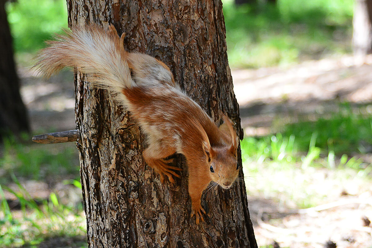 Забег по сосне - Геннадий Супрун Забег по сосне - Геннадий Супрун