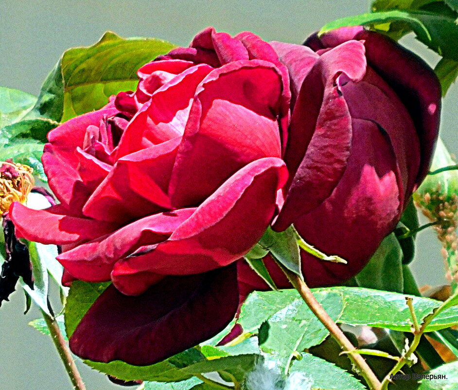 Роза. - Валерьян 