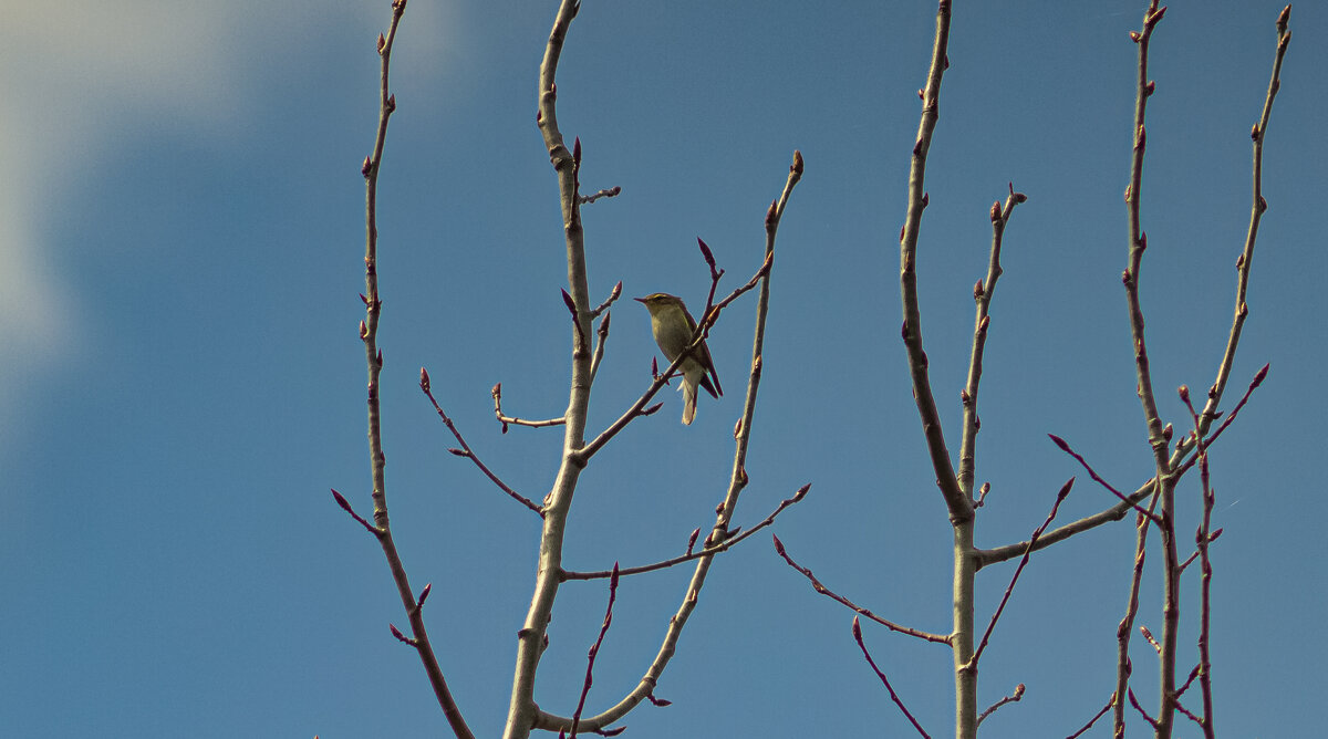 Willow Warbler | 2 - Sergey Sonvar Willow Warbler | 2 - Sergey Sonvar
