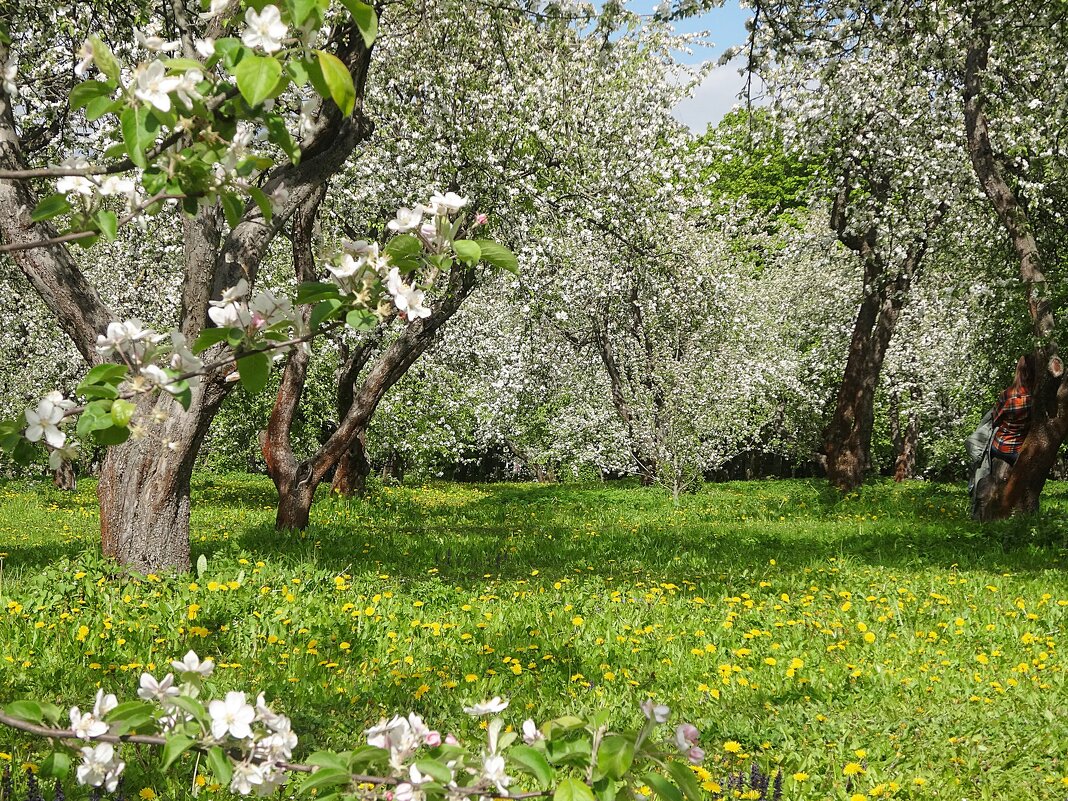 Яблоневый сад - Лидия Бусурина Яблоневый сад - Лидия Бусурина