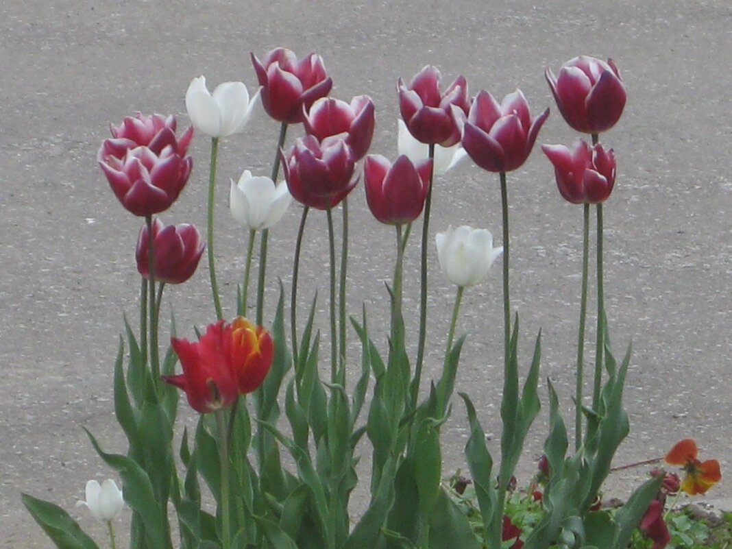 Стоят навытяжку - Дмитрий Никитин