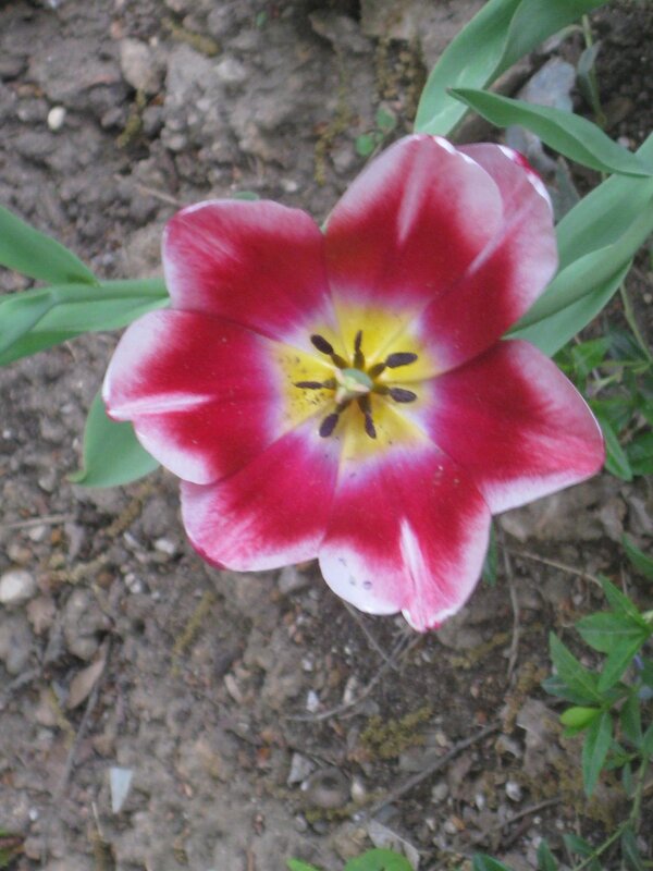 Тюльпанчик - Дмитрий Никитин