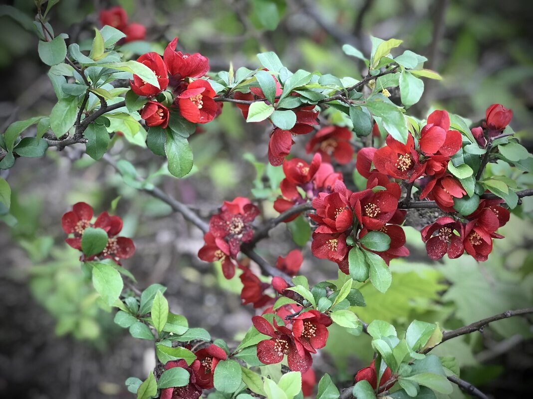 Красивое цветение.., - Любовь 