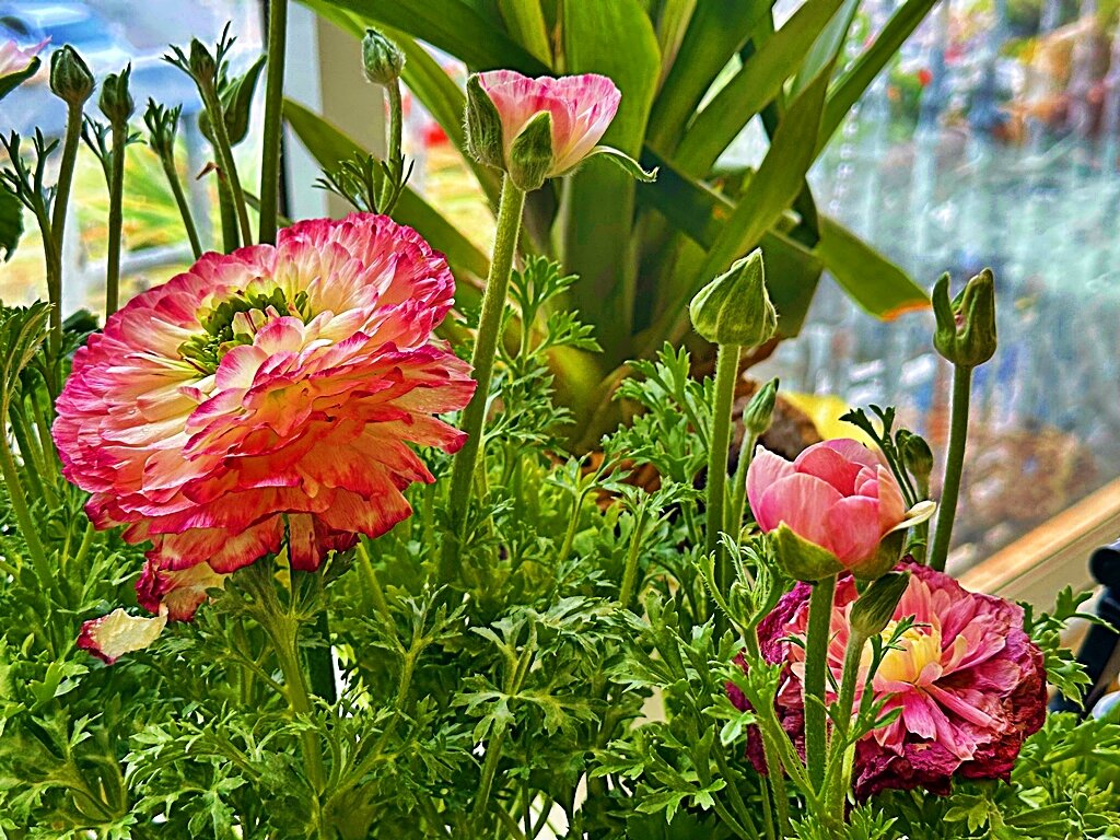 ЦВЕТЫ В ГОРШКАХ - Анатолий Малобродский ЦВЕТЫ В ГОРШКАХ - Анатолий Малобродский