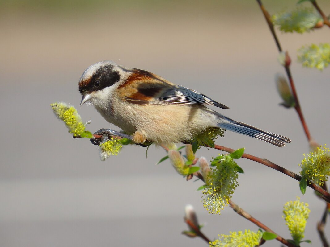 Ремез красавчик - Ольга Митрофанова Ремез красавчик - Ольга Митрофанова