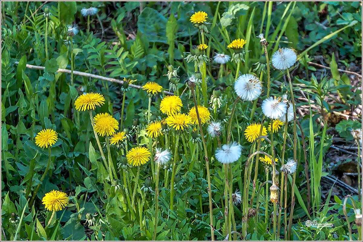 Май... - Aquarius - Сергей Май... - Aquarius - Сергей