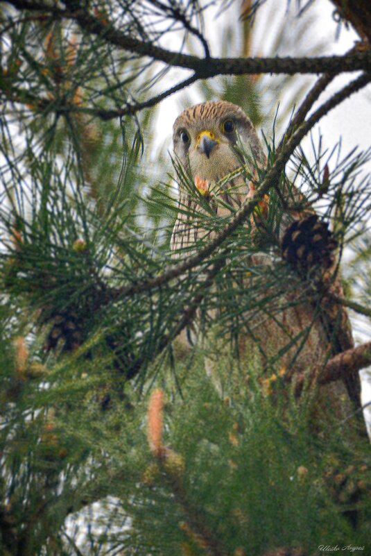 Пустельга - Андрей Шейко Пустельга - Андрей Шейко