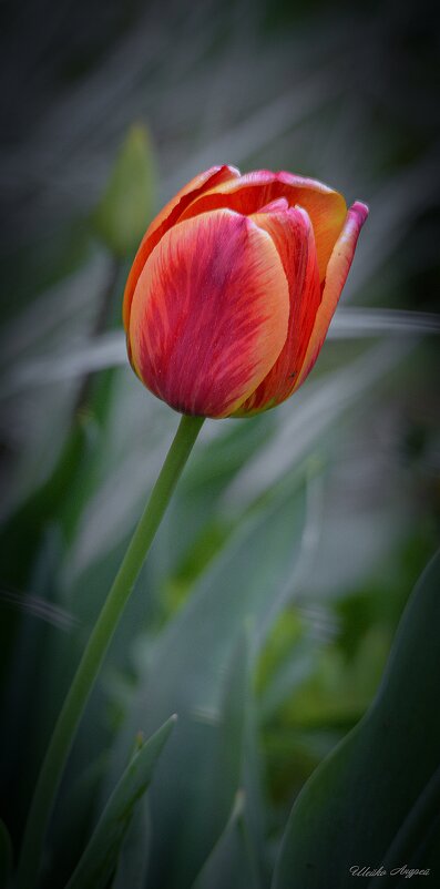 Тюльпан - Андрей Шейко Тюльпан - Андрей Шейко