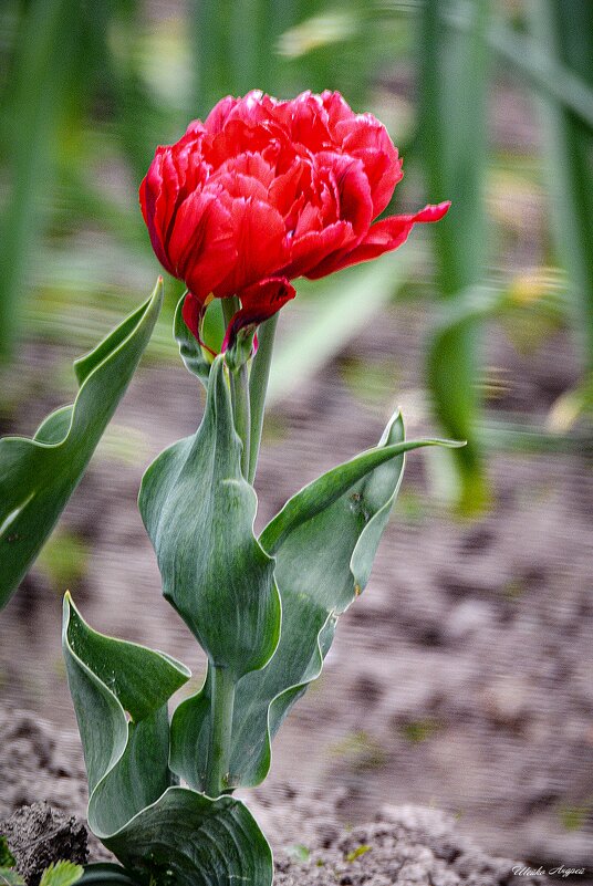 Тюльпан - Андрей Шейко