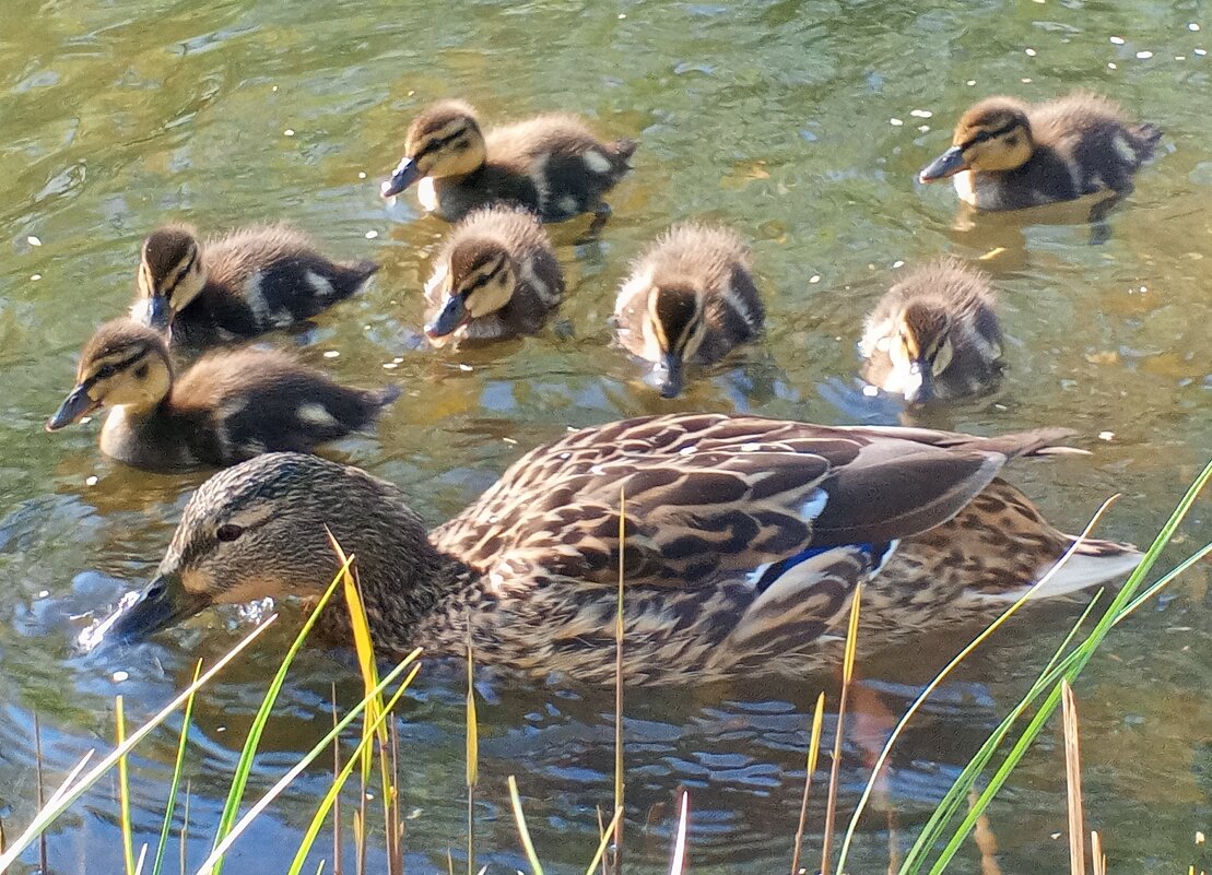 Утята - Сапсан 