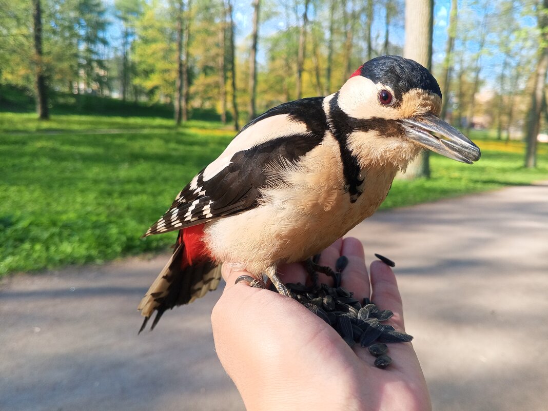 Дятел - Сапсан Дятел - Сапсан