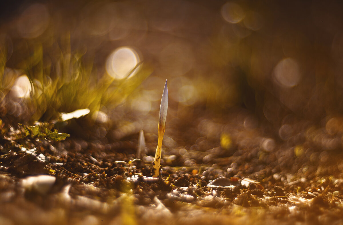 Первые октябрьские крокусы. - Анатолий Щербак Первые октябрьские крокусы. - Анатолий Щербак