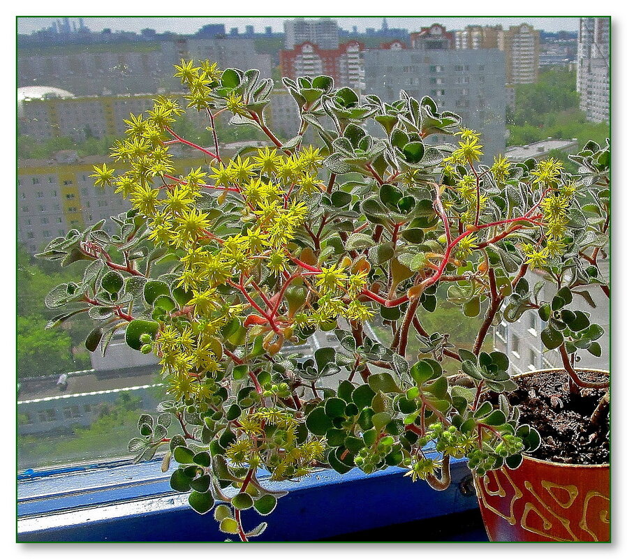 Цветок – Аихризон или "Дерево Любви". - Ольга Довженко