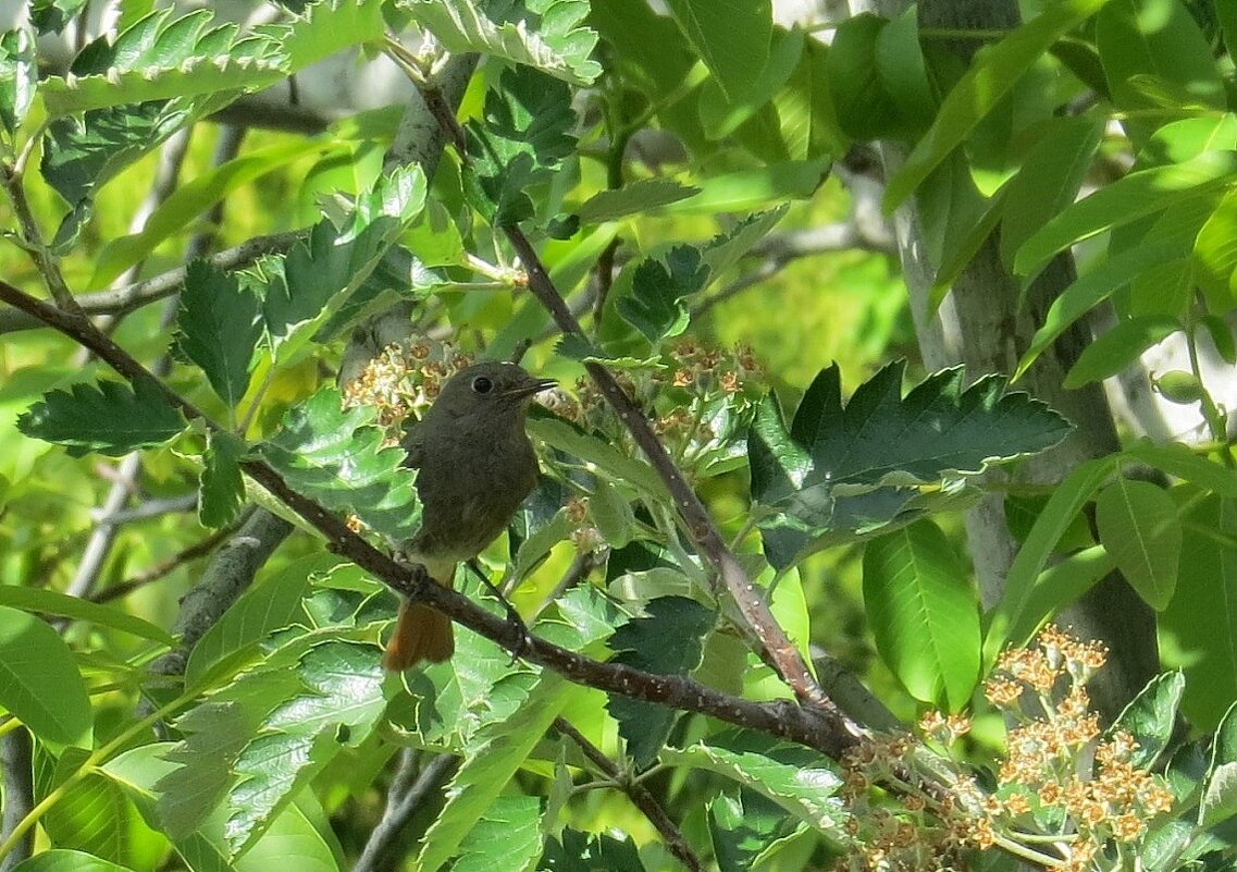 Среди листвы, в тенёчке ))) - Natali 