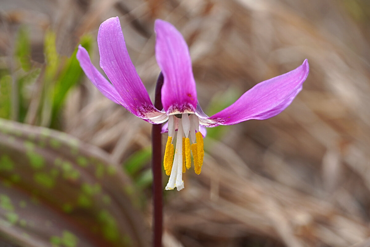 Кандыки цветут - Галина Кан Кандыки цветут - Галина Кан