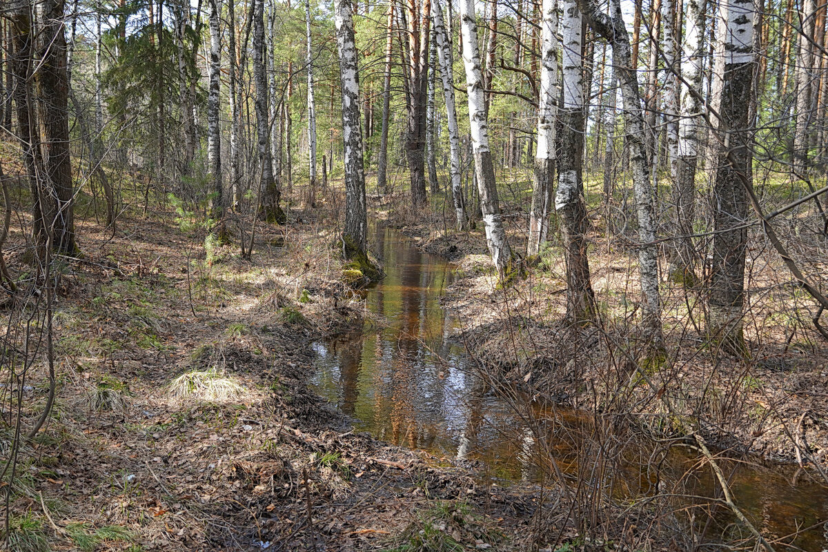 В весеннем лесу - Галина Кан В весеннем лесу - Галина Кан