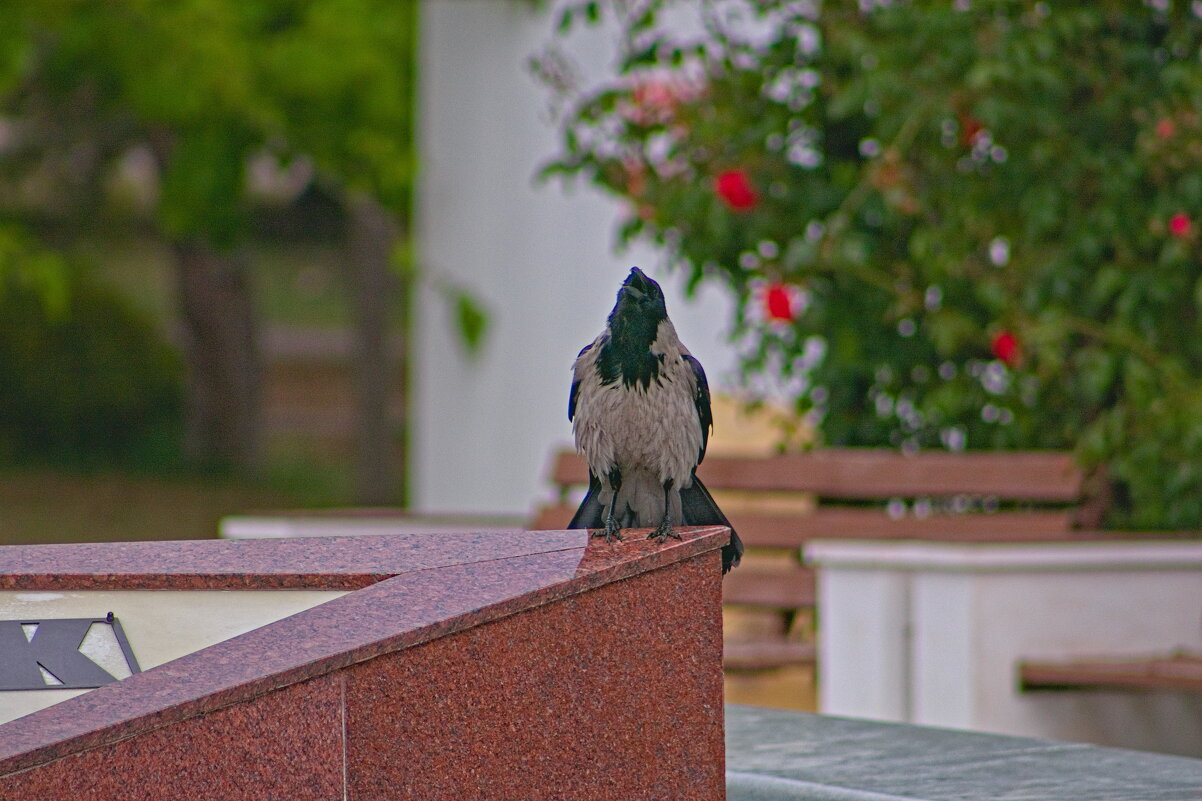 дили дили ,трали вали этомы не проходили это нам не задавали !!! - Giant Tao / дили дили ,трали вали этомы не проходили это нам не задавали !!! - Giant Tao /