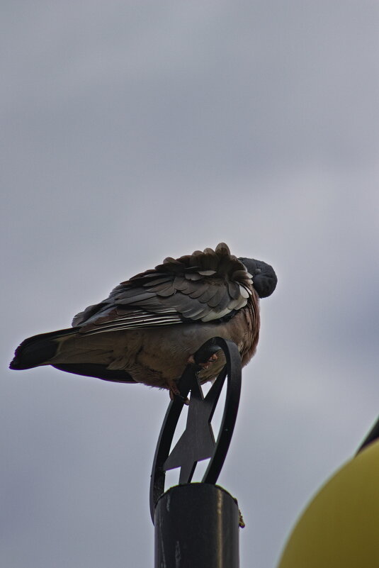 Фанфарон - Giant Tao /