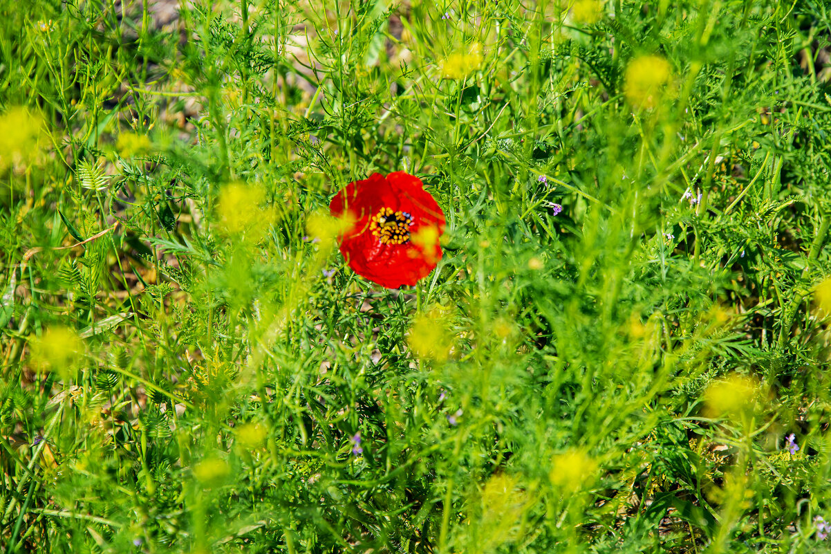 Лужайка с маком - Анатолий Чикчирный