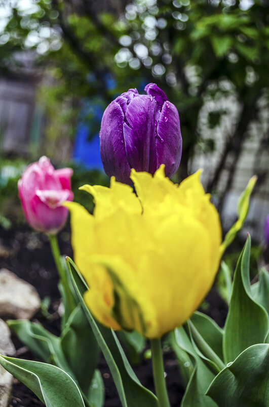 Тюльпаны - Андрей Щетинин Тюльпаны - Андрей Щетинин