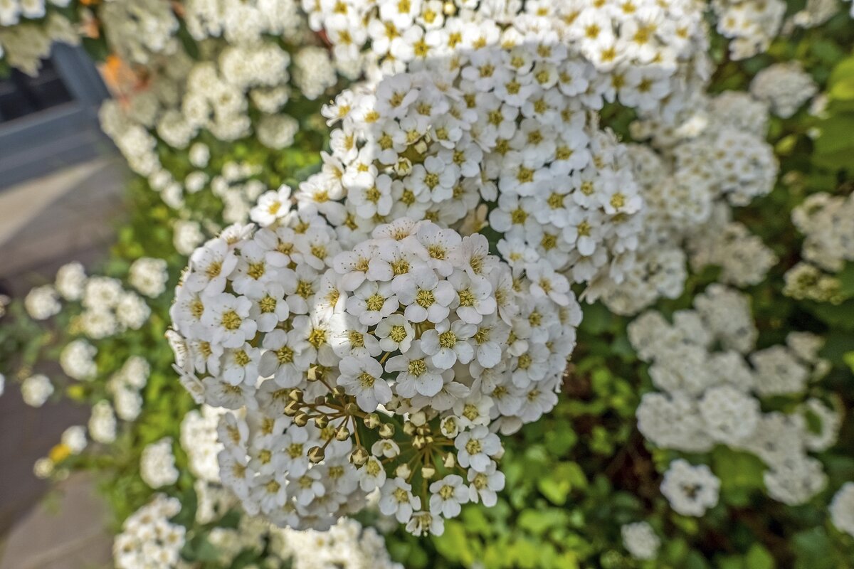 Спирея Вангутта - Валерий Иванович