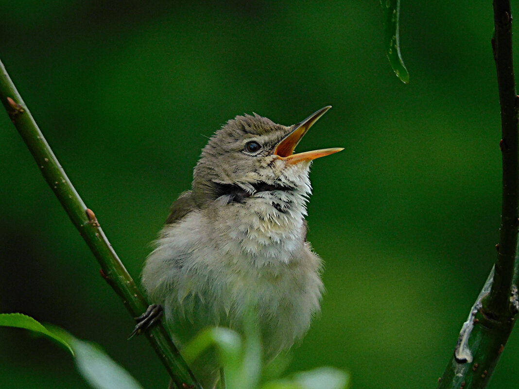 Камышовка - Лина Камышовка - Лина