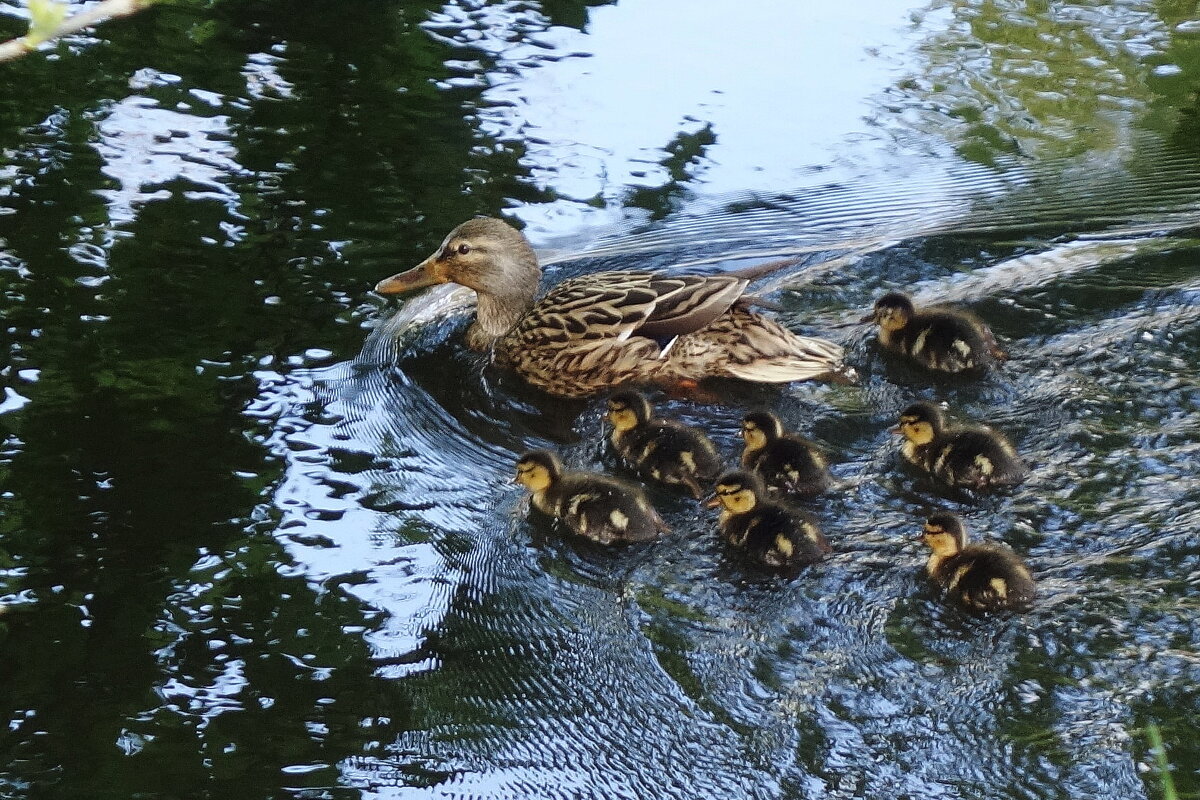 Утиный выводок - Рита Симонова Утиный выводок - Рита Симонова