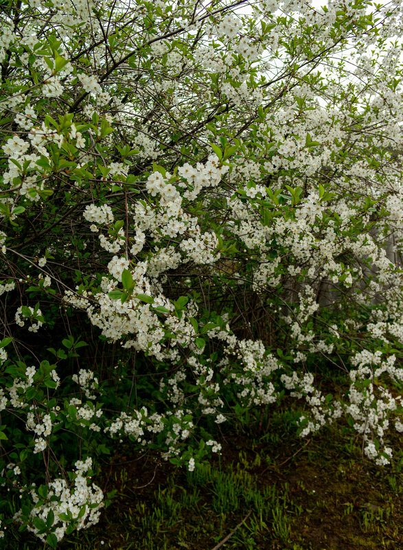 Вишня - Светлана Мишенёва Вишня - Светлана Мишенёва