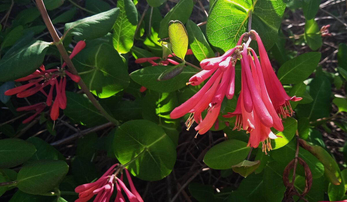 май - Елена Шаламова