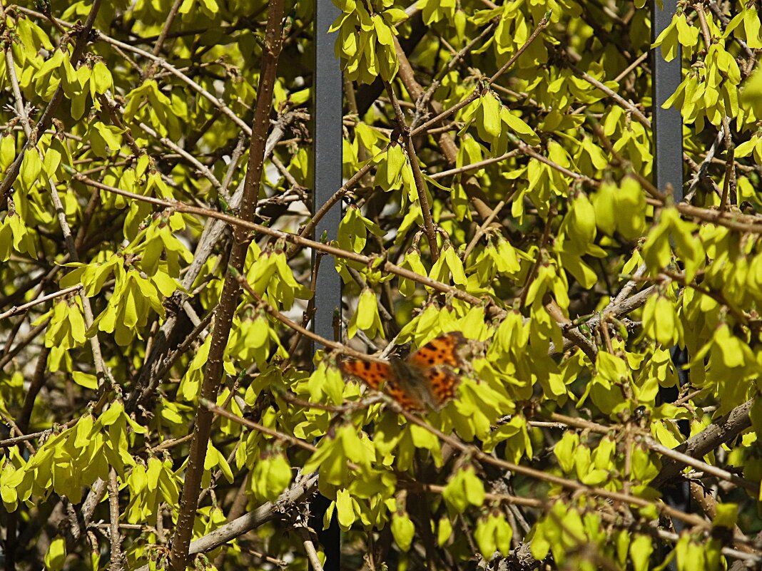апрель - Елена Шаламова