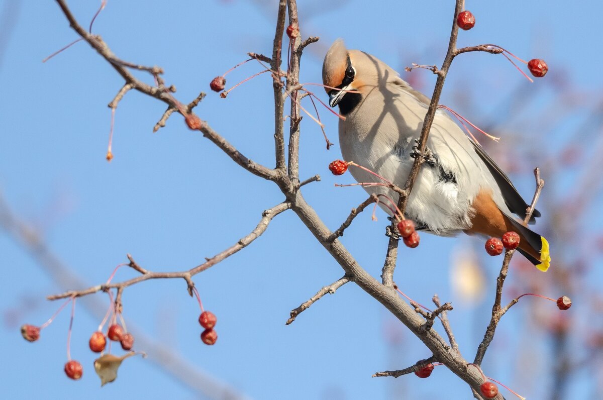 Свиристель. - Виктор Иванович Чернюк Свиристель. - Виктор Иванович Чернюк