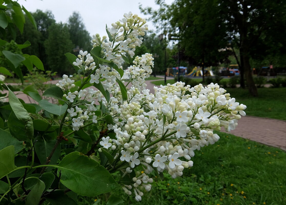 Ну, куда же без сирени...она сейчас повсюду! - Люба Ну, куда же без сирени...она сейчас повсюду! - Люба