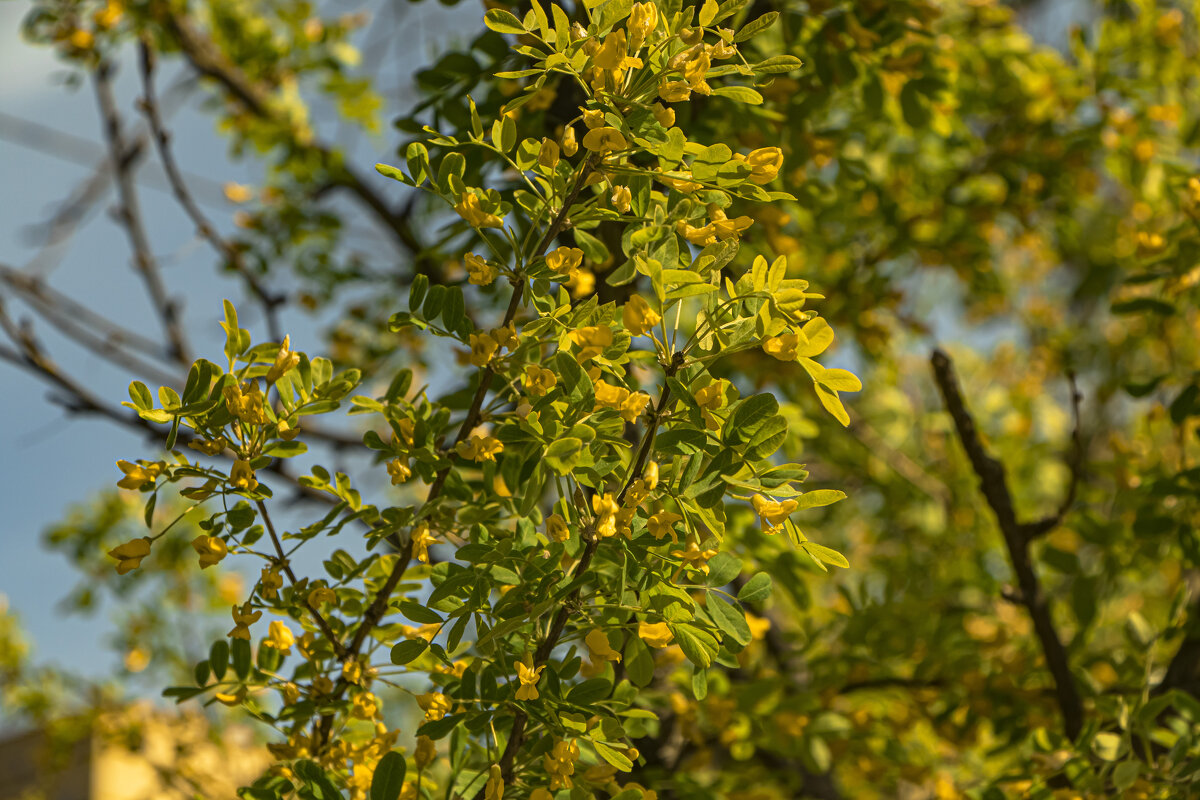 Жёлтая акация, зацвела. - Петр Беляков Жёлтая акация, зацвела. - Петр Беляков