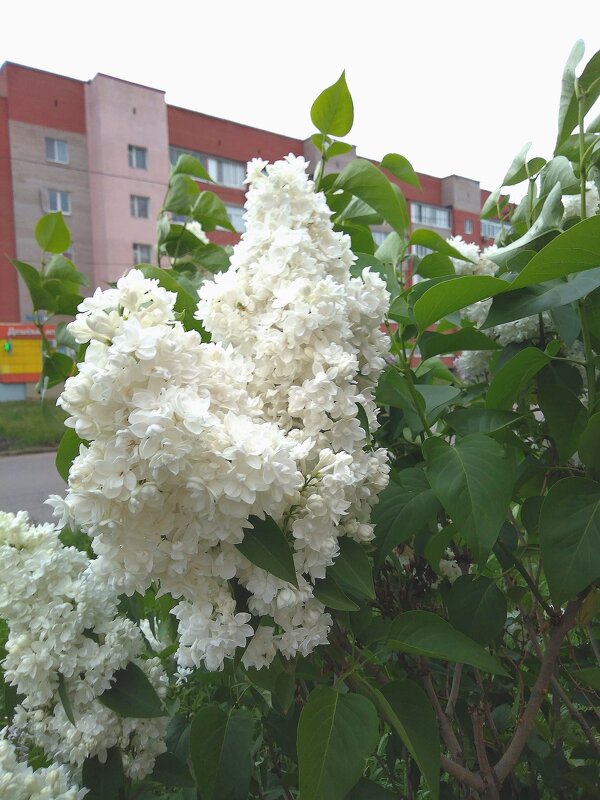 Май. - Венера Чуйкова Май. - Венера Чуйкова