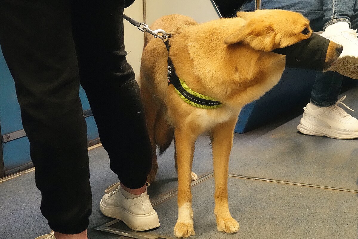 Не нарушая правил. - Татьяна Помогалова Не нарушая правил. - Татьяна Помогалова