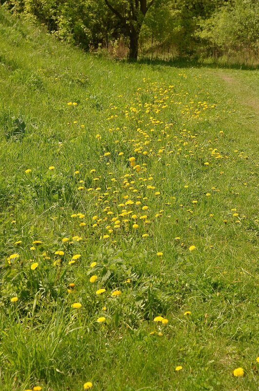 Дорожка из одуванчиков - Oleg4618 Шутченко Дорожка из одуванчиков - Oleg4618 Шутченко