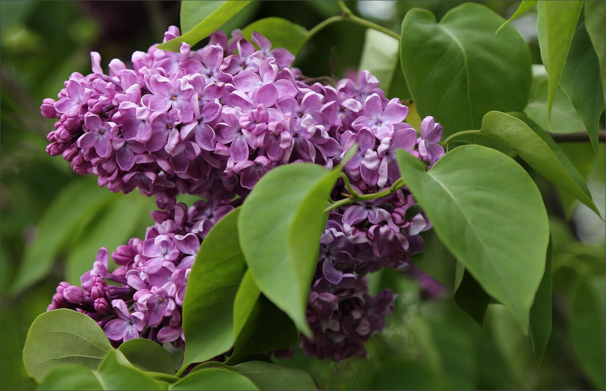 Сирень - ZNatasha -