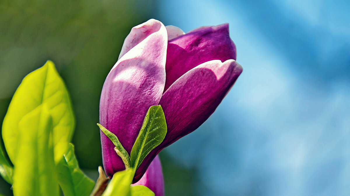 А вот магнолия весной - Alexandеr P